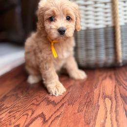 Honey Bee - Buff and white female Cockapoo puppy in Alexandria, Alabama from Bright and Beautiful Cockapoos and Doodles