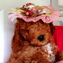 Goldendoodle Puppies from East Coast Goldendoodles