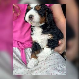 Houston - Tri-color male Bernedoodle puppy in Florence, South Carolina from Candy Doodles