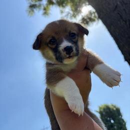 Brooklyn (AKC) - Red female Pembroke Welsh Corgi puppy in Loma Linda, California from Osorio’s Corgis