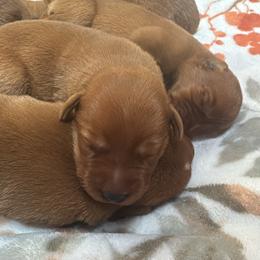 Male 6 - Yellow male Labrador Retriever puppy in Wardensville, West Virginia from Sager’s Labrador Puppies