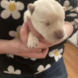 Girl 2 - Wheaten female Scottish Terrier puppy in Fenton, Michigan from Carnes Croft Scotties