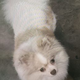 Shenna - Pomeranian