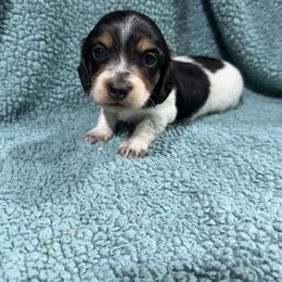 Chief(1400) - Piebald male Dachshund puppy in Mansfield, Missouri from Owens Farm