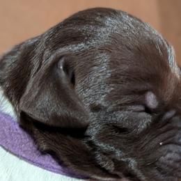German Shorthaired Pointer Puppies from Hanaway GSPs