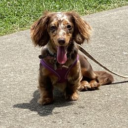 Roxie - Dachshund
