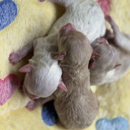 Boy 1 - Apricot male Maltipoo puppy in Fredericktown, Missouri from Doodle Pups Fur-Ever