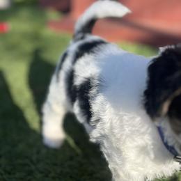 Bernedoodle Puppies from SoCal Bernedoodles