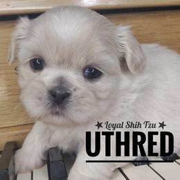 Uthred - Sable and white male Shih Tzu puppy in Peoria, Arizona from Loyal Shih Tzu
