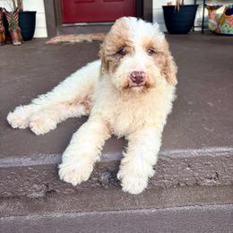 Adobo - Parti male Goldendoodle puppy in Brooksville, Florida from Spring Prairie Doodles
