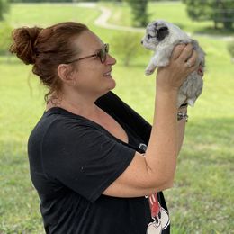 Aussiedoodle, Australian Shepherd, Miniature American Shepherd, and Miniature Australian Shepherd Puppies from Bline's Awesome Aussies