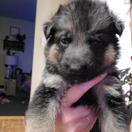 Maroon - Black and red female German Shepherd puppy in Coatesville, Pennsylvania from Jessica's German Shepherds