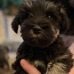 Winter - Black and silver male Miniature Schnauzer puppy in Cody, Wyoming from Bliss Creek MTN Meadows