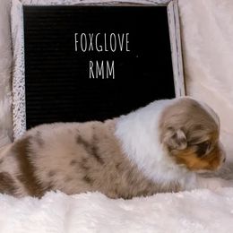 Boy 1 - male Australian Shepherd puppy in Markleville, Indiana from Take Five Aussies