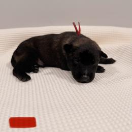 Red - Black sable male Belgian Malinois puppy in Muskegon, Michigan from Red Acres Working Line K9s