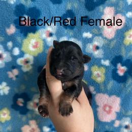 Girl 6 - Black and red female German Shepherd puppy in Marianna, Florida from Haus M Godwin