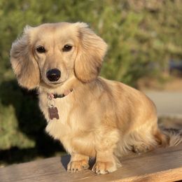 Missy - Dachshund