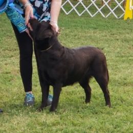 Hallie - Labrador Retriever