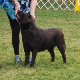 Hallie - Labrador Retriever