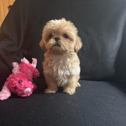 Latte - Cream and white male Shih Tzu puppy in Huntsville, Alabama from Sunnybrook Shih Tzu