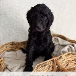 White Girl - Black female Goldendoodle puppy in Carthage, Tennessee from Willows Doodles