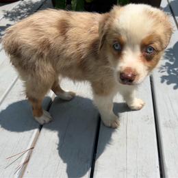 Taco - Red merle male Toy Australian Shepherd puppy in Southport, North Carolina from Small Mini/Toy Aussies