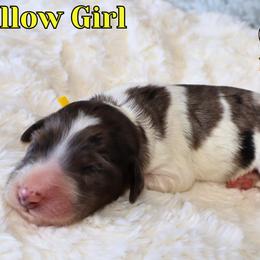 Yellow Girl - Merle female Bernedoodle puppy in Enfield, Connecticut from Sweet Connecticut Doodles