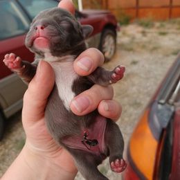 French Bulldog puppies from Stevi Frenchies