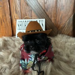 Shorkie Puppies from Shorkies R Us Breeding