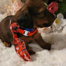 Dachshund Puppies from CLARK'S BREEDING PROGRAM