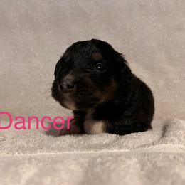 Dancer - Black tri-color female Australian Shepherd puppy in Rose Hill, North Carolina from Motega Australian Shepherds