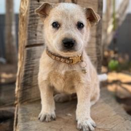 Timmy - Red speckled male Australian Cattle Dog puppy in Sahuarita, Arizona from A2 Australian Cattle Dogs