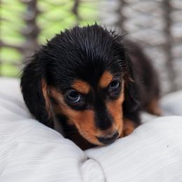 Mina - Black and tan female Dachshund puppy in Perry, Florida from EntityDachs