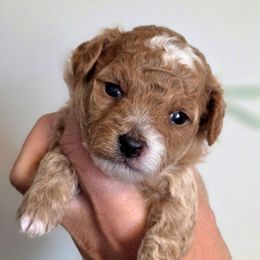 Buzz Green - Red  male Goldendoodle puppy in Vernon, Texas from Sugarland's Texas Goldendoodles