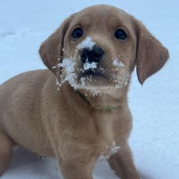Green collar - Yellow male Labrador Retriever puppy in Heath Springs, South Carolina from Rich Hill Retrievers
