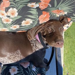 Moria - German Shorthaired Pointer