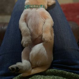 Labrador Retriever Puppies from Spring Water Labs of the Carolinas