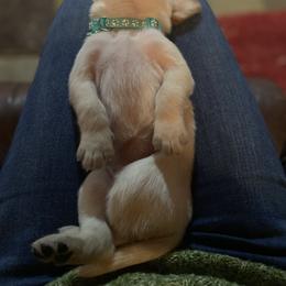 Labrador Retriever Puppies from Spring Water Labs of the Carolinas