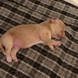 Boy 1 - Red male Havanese puppy in Morriston, Florida from OPA! Havanese (formerly Elysium Fields)