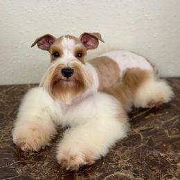 Astro - Wheaten male Miniature Schnauzer puppy in San Antonio, Texas from Texas Blessed Schnauzers