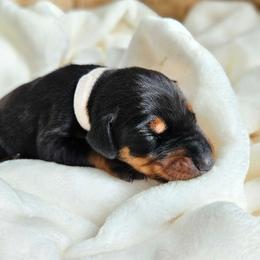 Black and rust female white collar - Black and rust female Doberman Pinscher puppy in Hamilton, Ohio from Little Dragon Dobermans