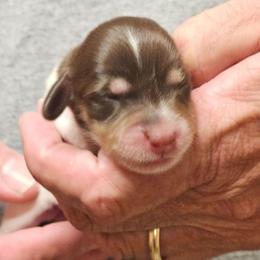 Piebald female - Piebald female Dachshund puppy in Trade, Tennessee from TN Miniature Dachshunds & Basset Hounds