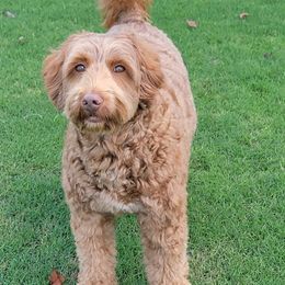 Josey - Australian Labradoodle