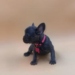 Minnie riperton - Blue female French Bulldog puppy in San Diego, California from Forbes List Frenchies