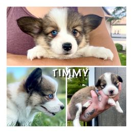 Boy 4 - Pembroke Welsh Corgi puppy in Roanoke, Indiana from J & S Corgi's