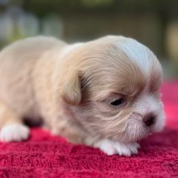 Female 3 - Gold and white female Shih Tzu puppy in Mobile, Alabama from FluffyTail Shih Tzu