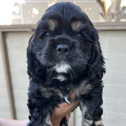Girl 2 - Black white and tan female Cocker Spaniel puppy in Salinas, California from Ileana Madrigal