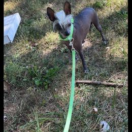 Chihuahua and Chinese Crested Puppies from Western Kentucky Chihuahua’s and Chinese Crested’s