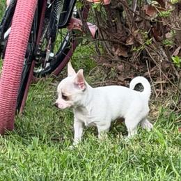 AKC Olaf (delivering from Missouri to Arizona 16-18th) - White male Chihuahua puppy in Seneca, Missouri from Stephanie’s Puppy Colony