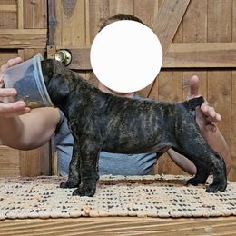 Black Collar - Brindle male Boerboel puppy in Pattison, Texas from Sure Bet Kennels